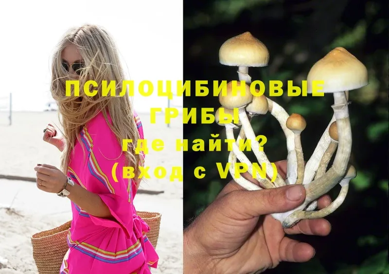 Галлюциногенные грибы Psilocybine cubensis  Армянск 